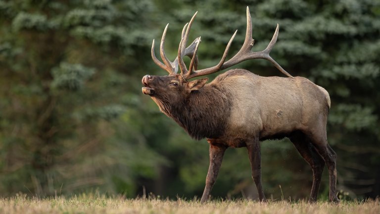 A big bull elk.