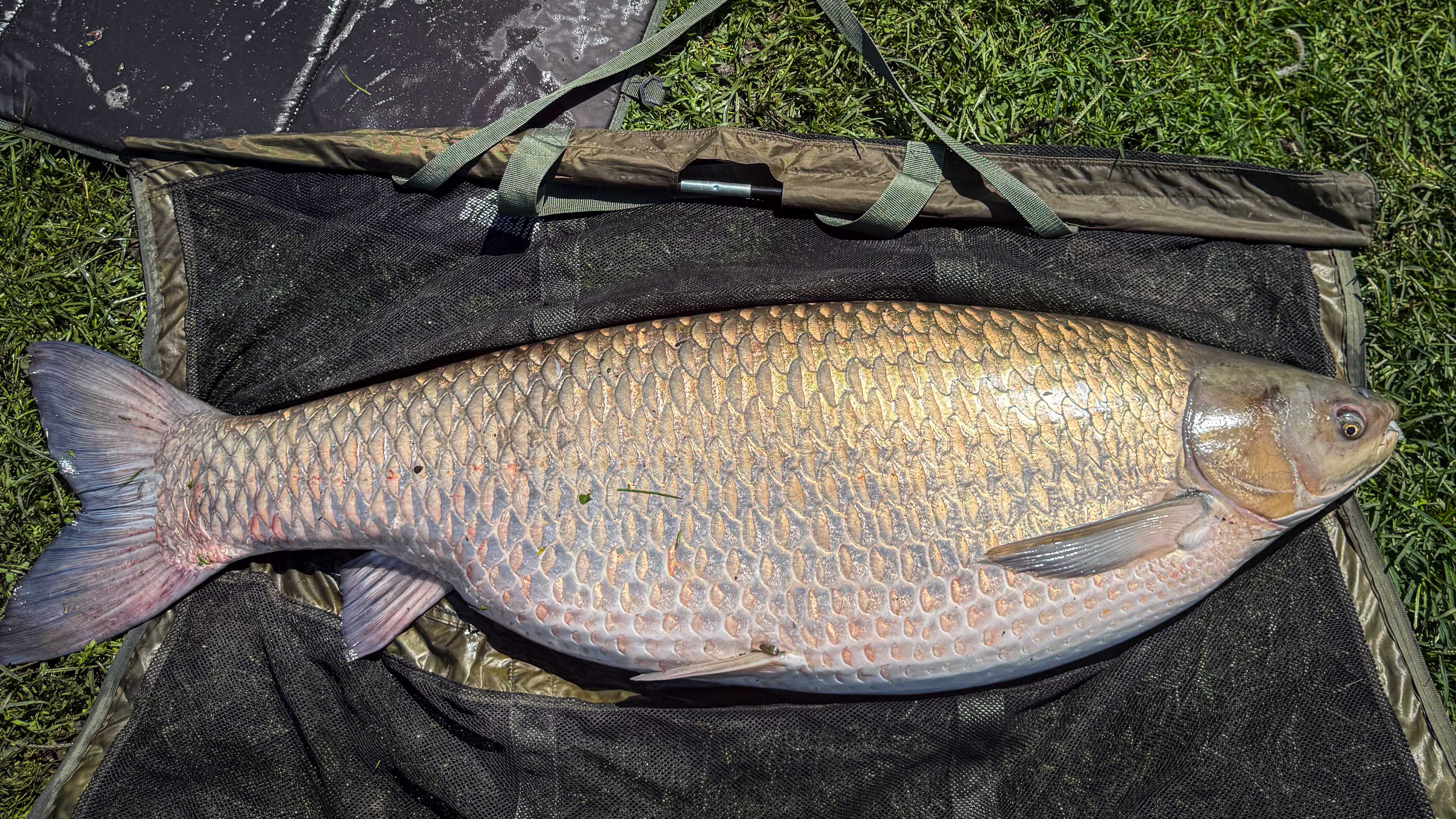 carp-grass.jpg
