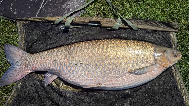 a world-record carp on a mat