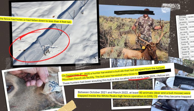 a photo collage of high fence animals idaho