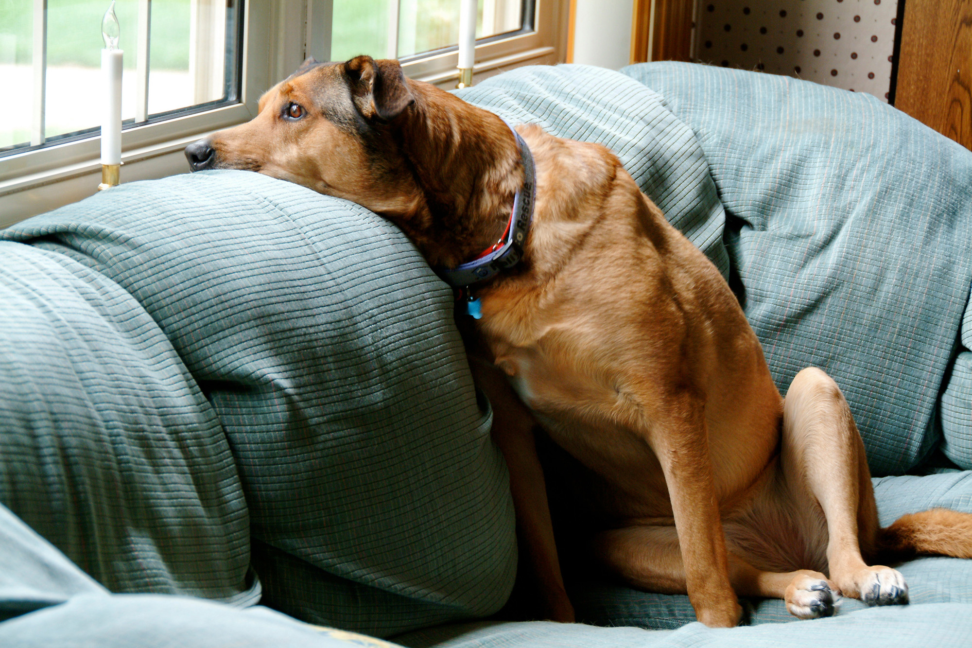 A family dog on a couch