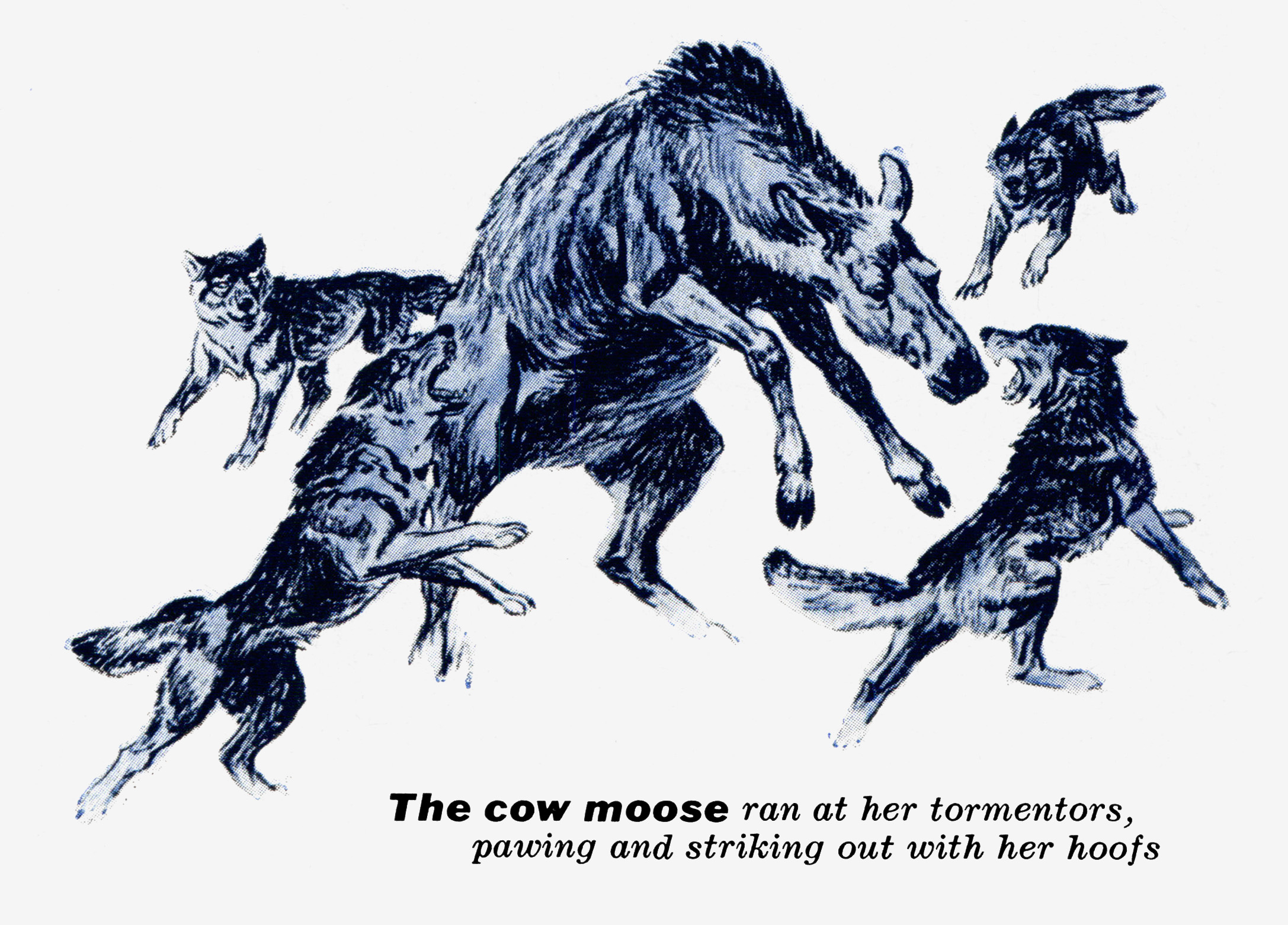 A pack of wolves surrounding a cow moose.
