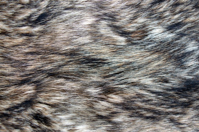 Close up of coyote fur.
