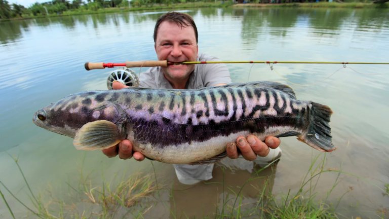 An angler holds a purple snakehead in spawning colors.