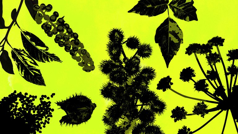 A bunch of poisonous or toxic plants silhouetted on a sludge-green background.
