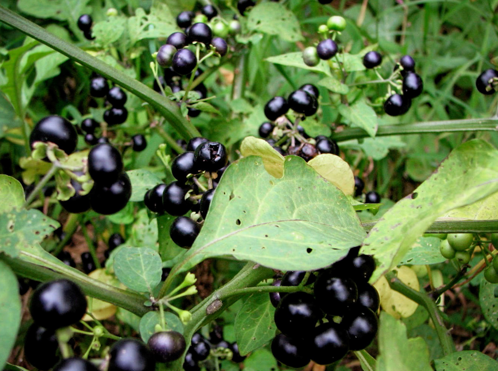 A close-up of a black nightshade plant.
