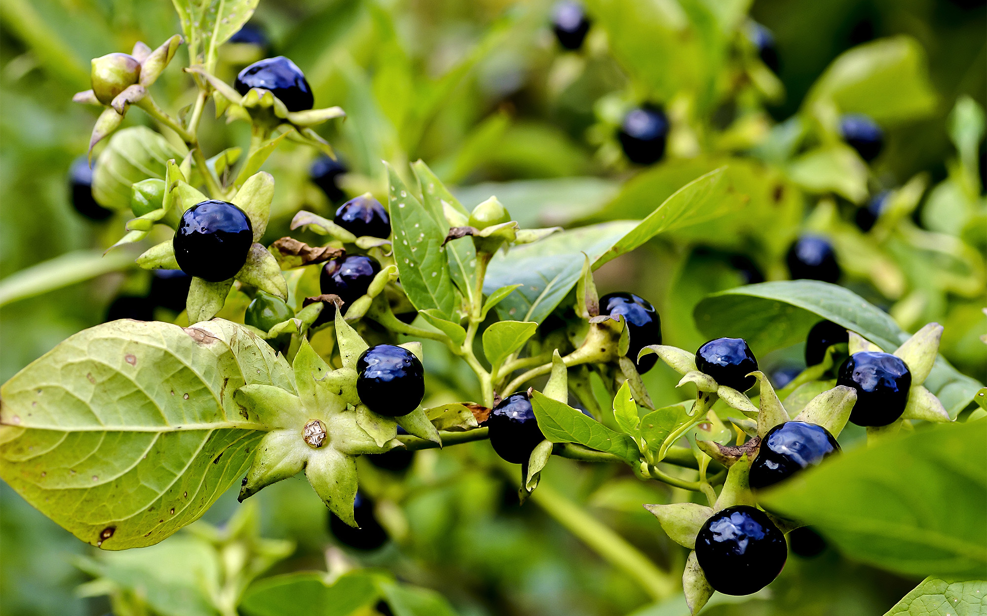A close-up of a deadly nightshade plant.