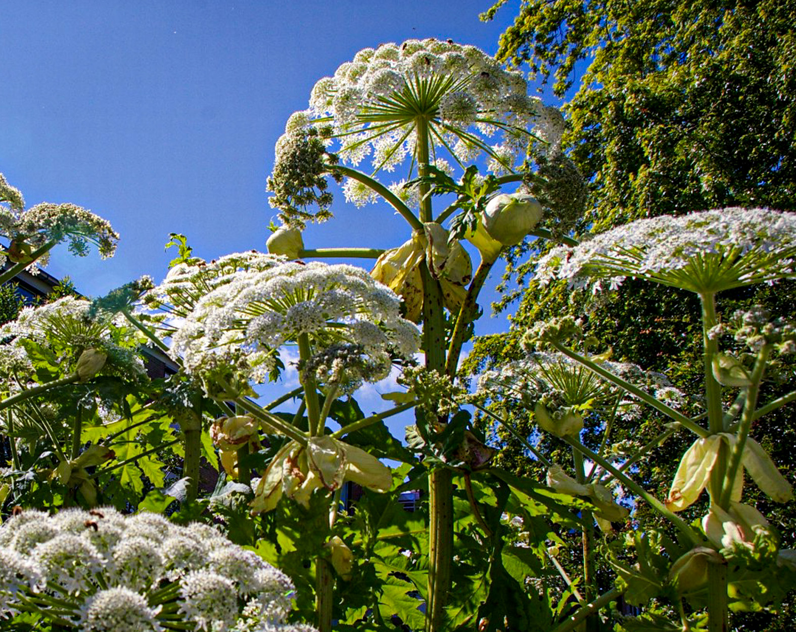 A close-up of a giant hogweed plant.
