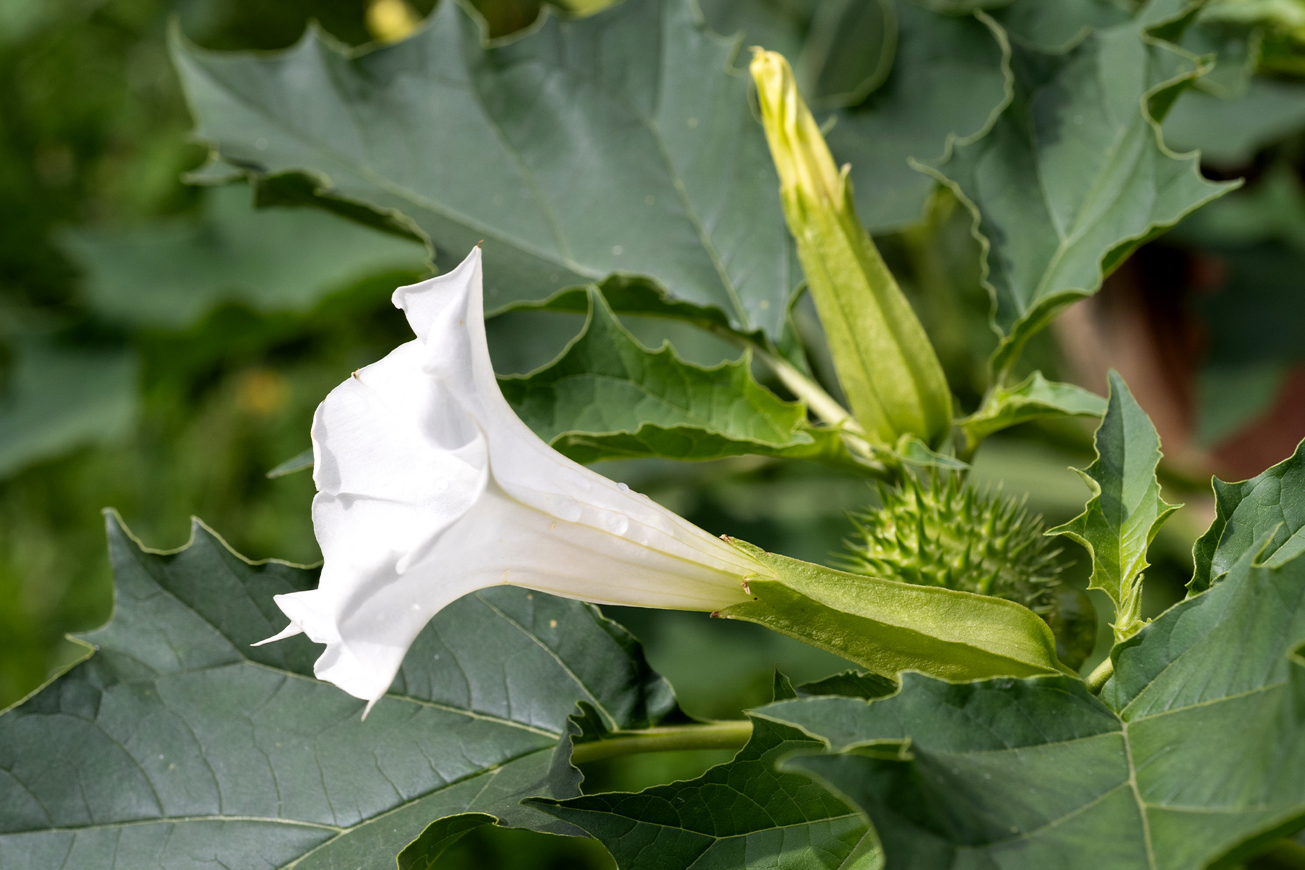 A close-up of a jimsonweed plant.
