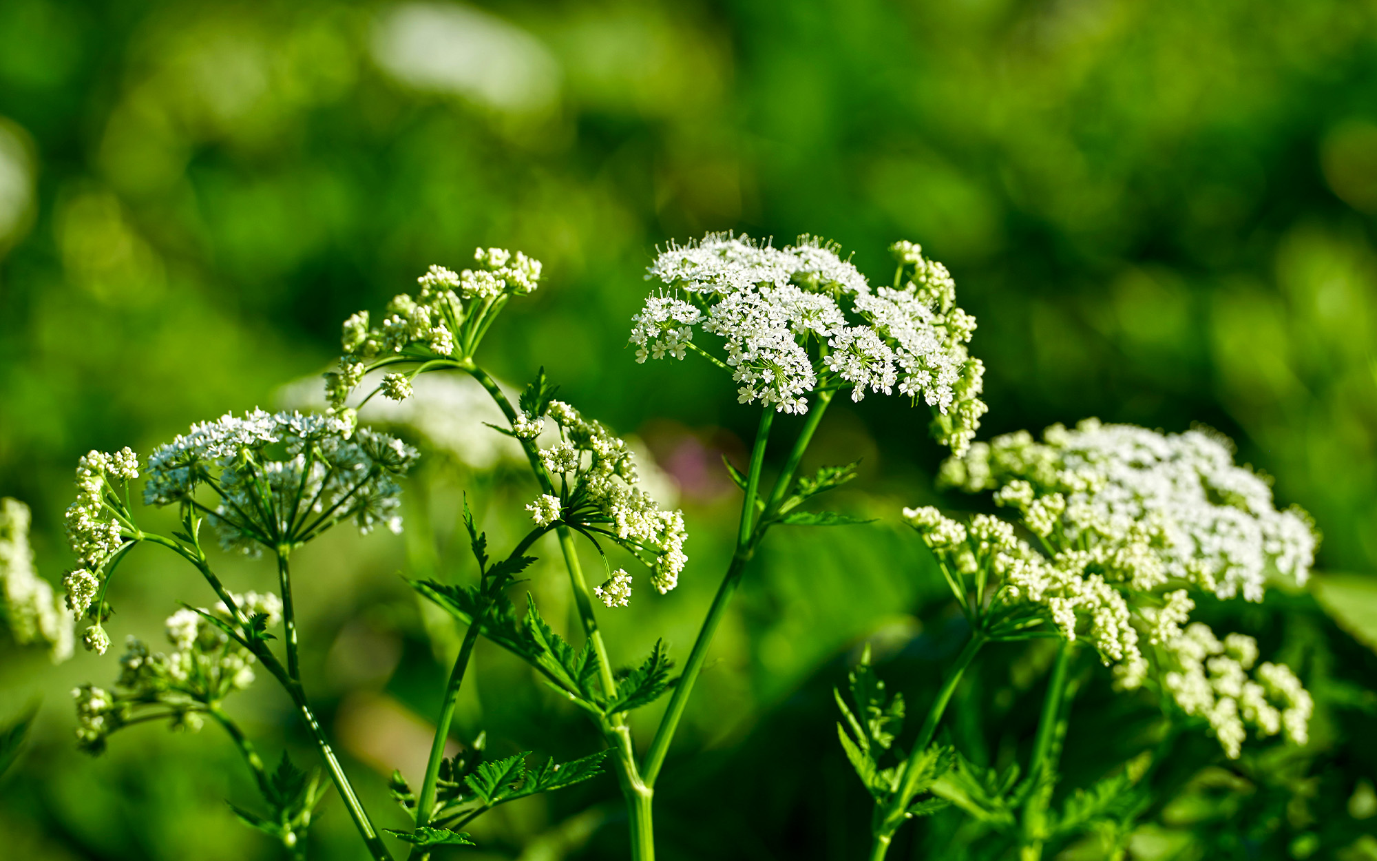 A close-up of a poison hemlock plant.