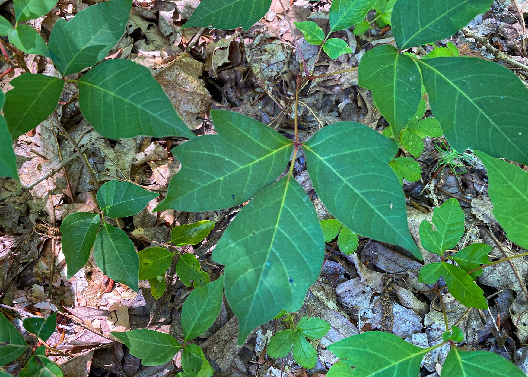 A close-up of a poison ivy plant.