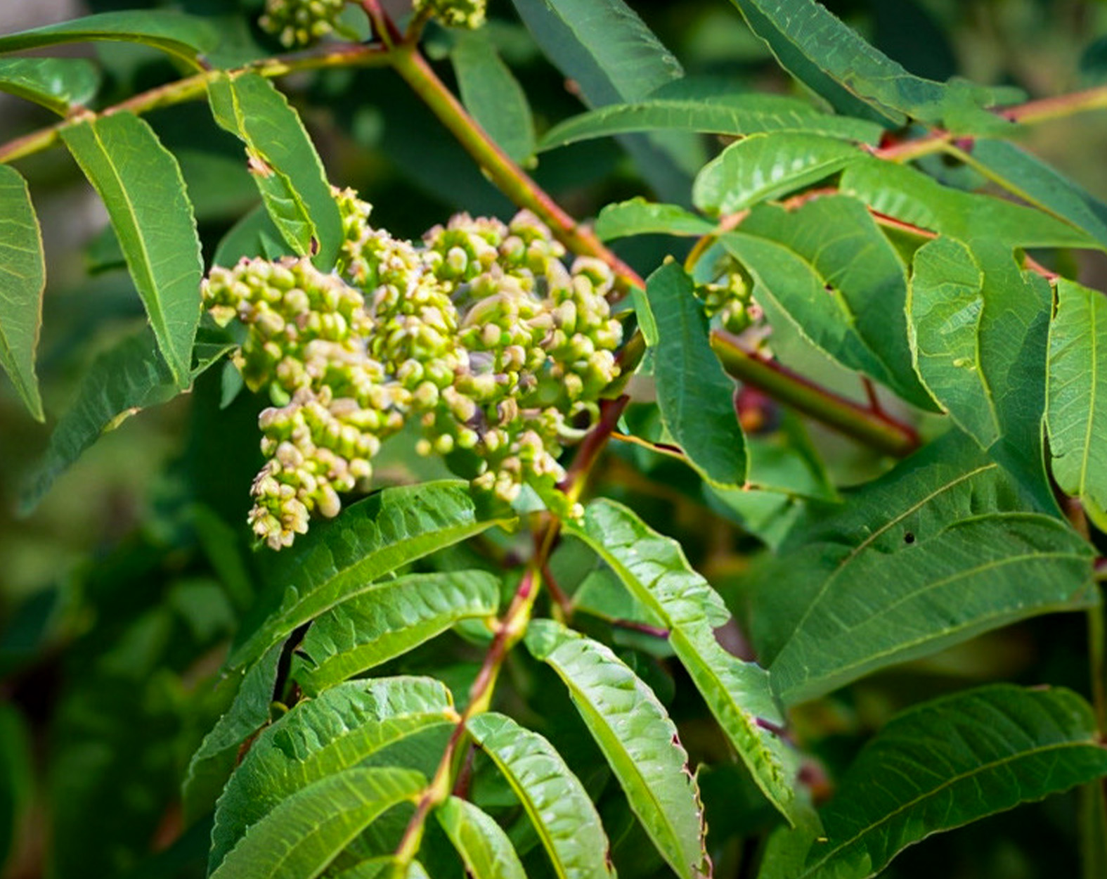 A close-up of a poison sumac plant.