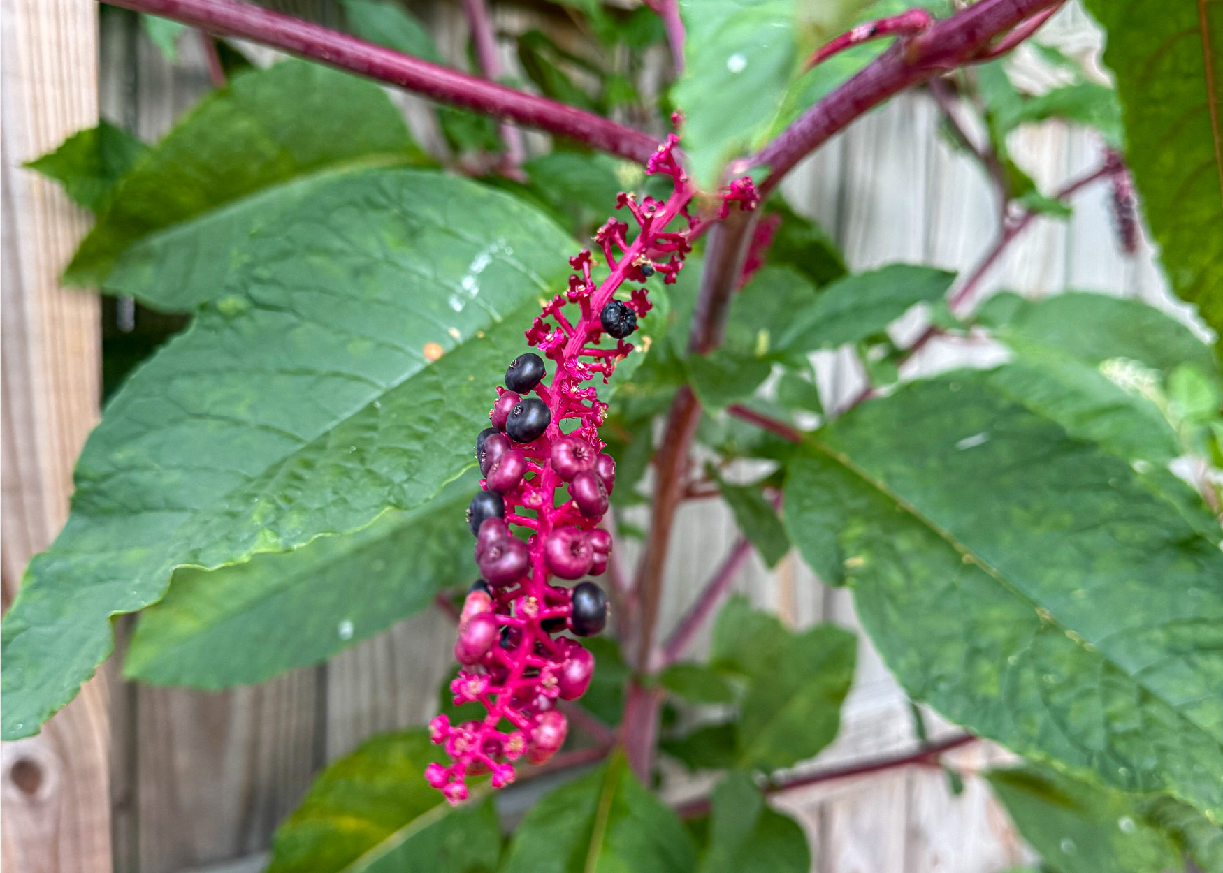 A close-up of a pokeweed plant.