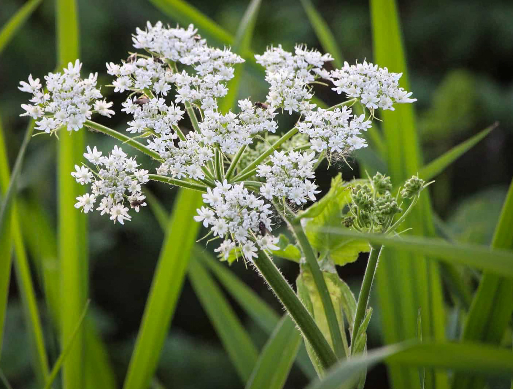 A close-up of a water hemlock plant.