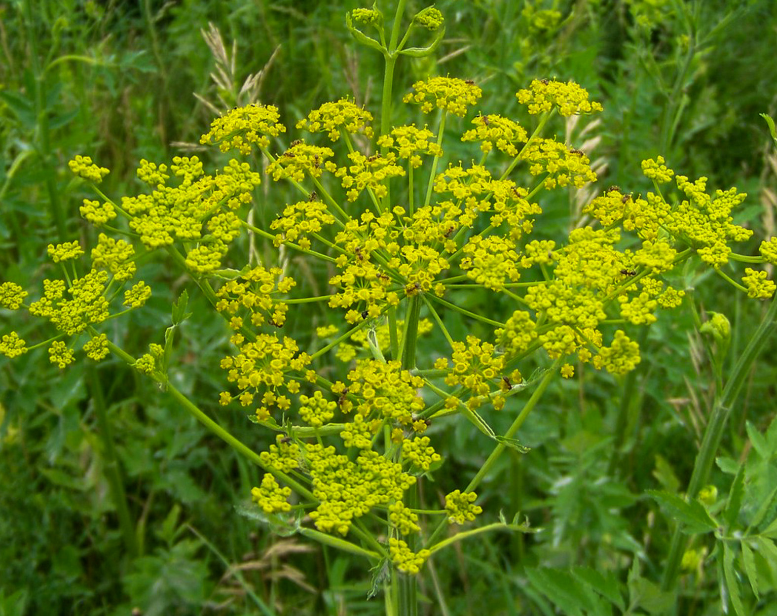 A close-up of a wild parsnip plant.