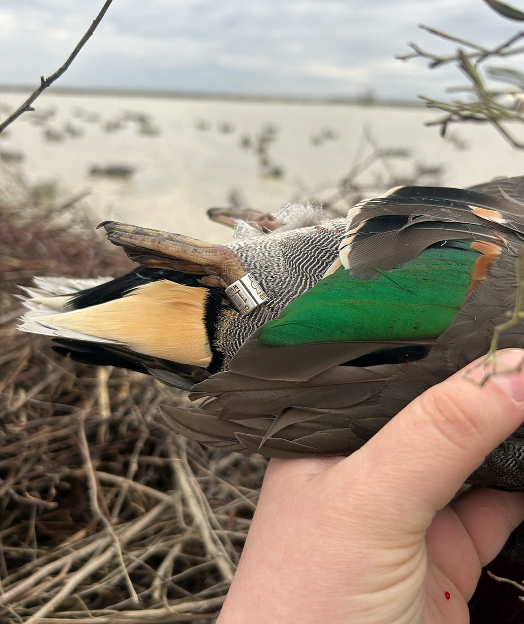 A banded greenwing teal.