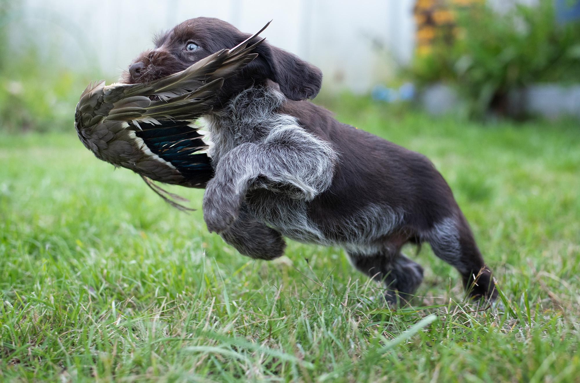 German Drathaar breed puppy with duck wing on