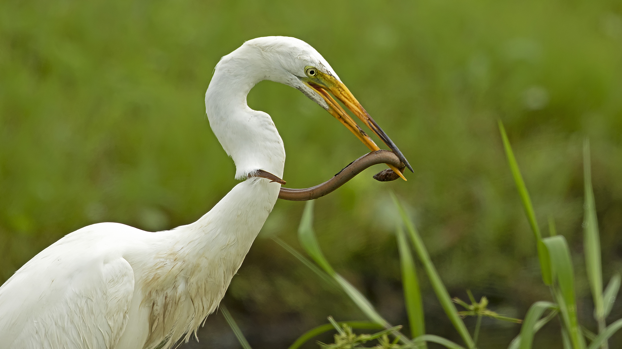 A great egret with a swamp eel.