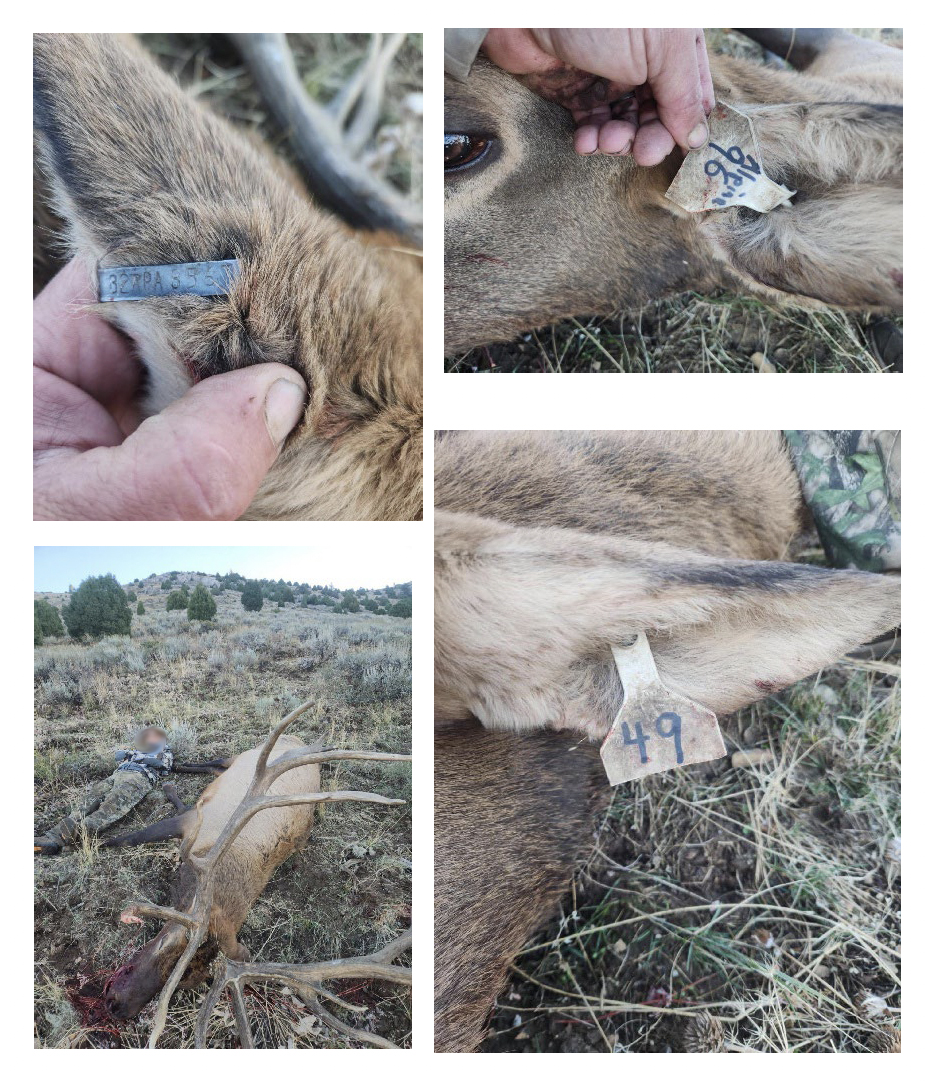 A hunter killed an elk inside a facility.