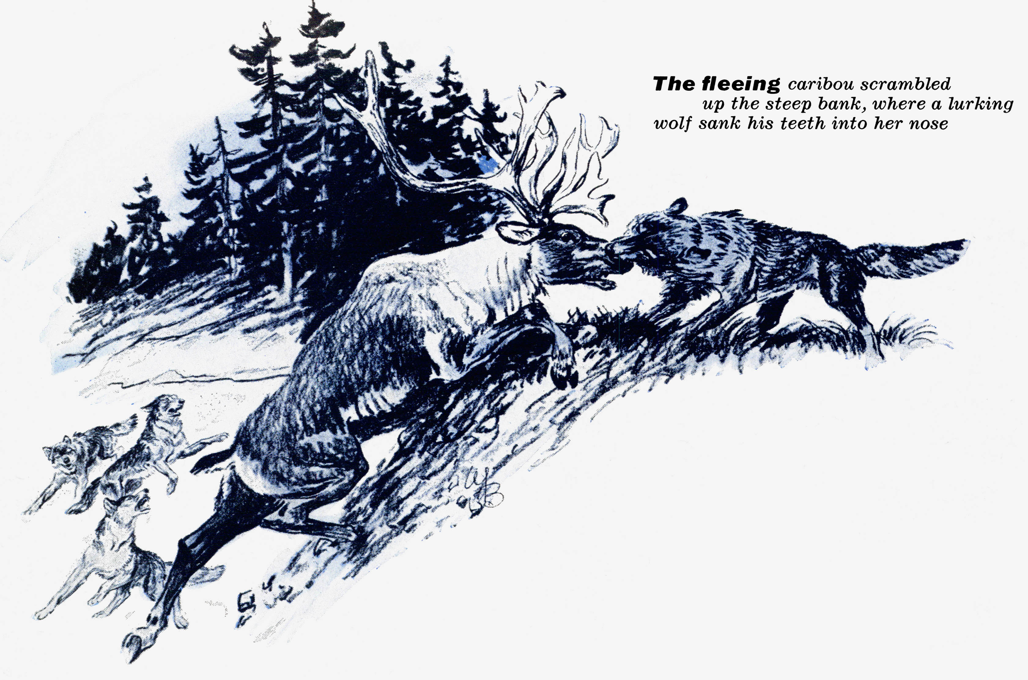 An illustration of a wolf attacking a caribou.