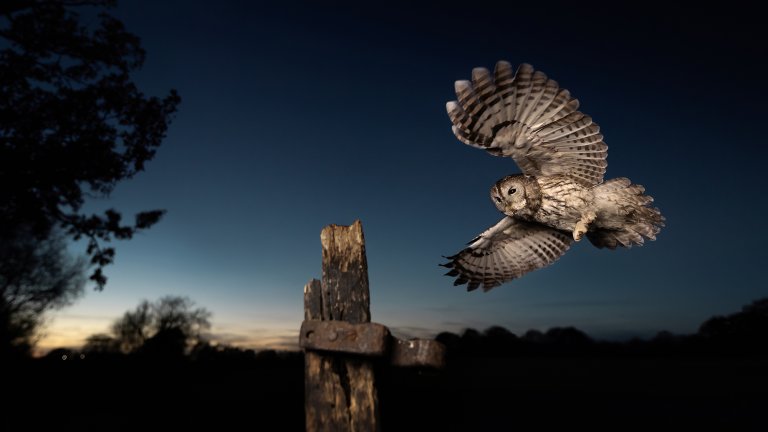 A barred owl flying in the night.