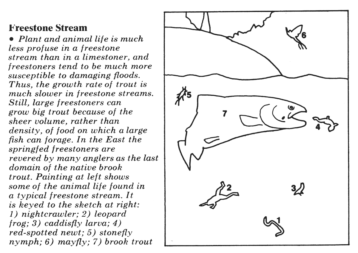A diagram of a freestone stream