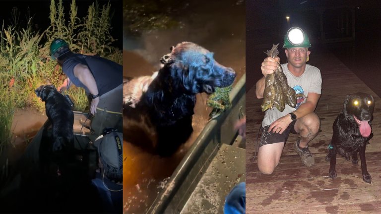 Juice the frog dog fetches bullfrogs in Louisiana.