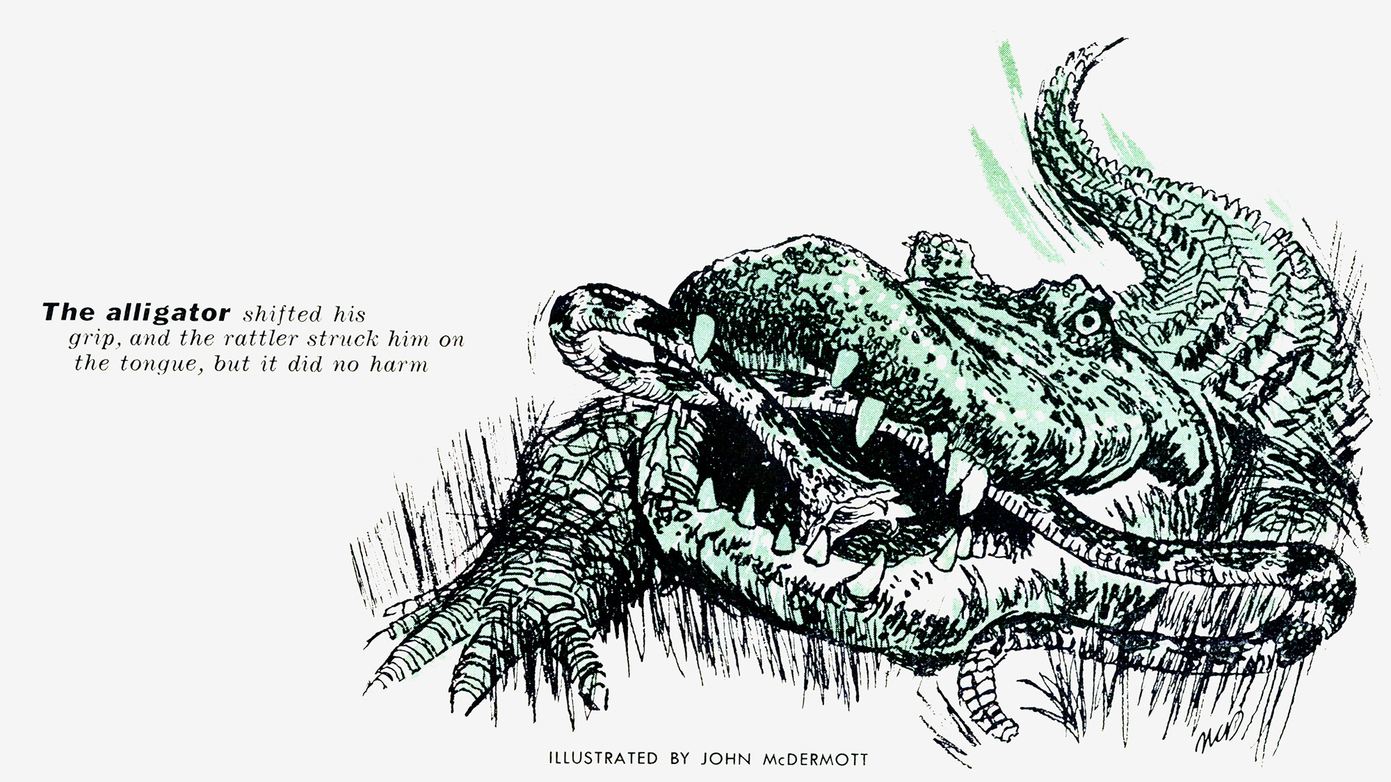 A sketch of a gator eating a rattlesnake
