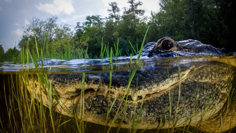 American alligator split image in the everglades