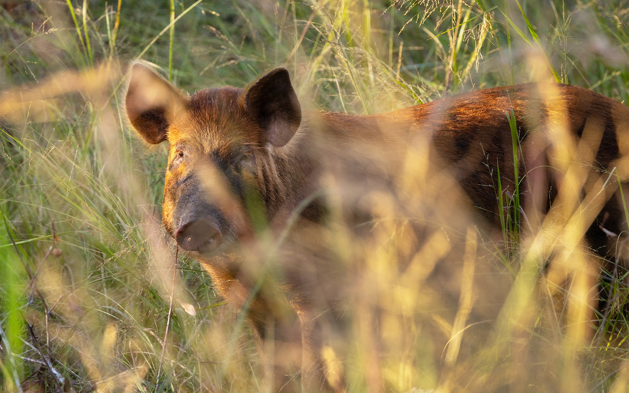 A wild hog in Florida.