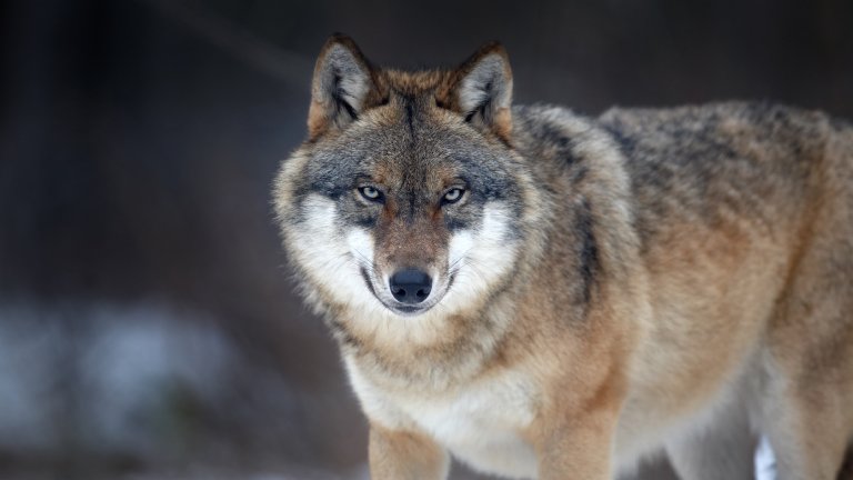 A wolf looks at the camera in eastern Europe.