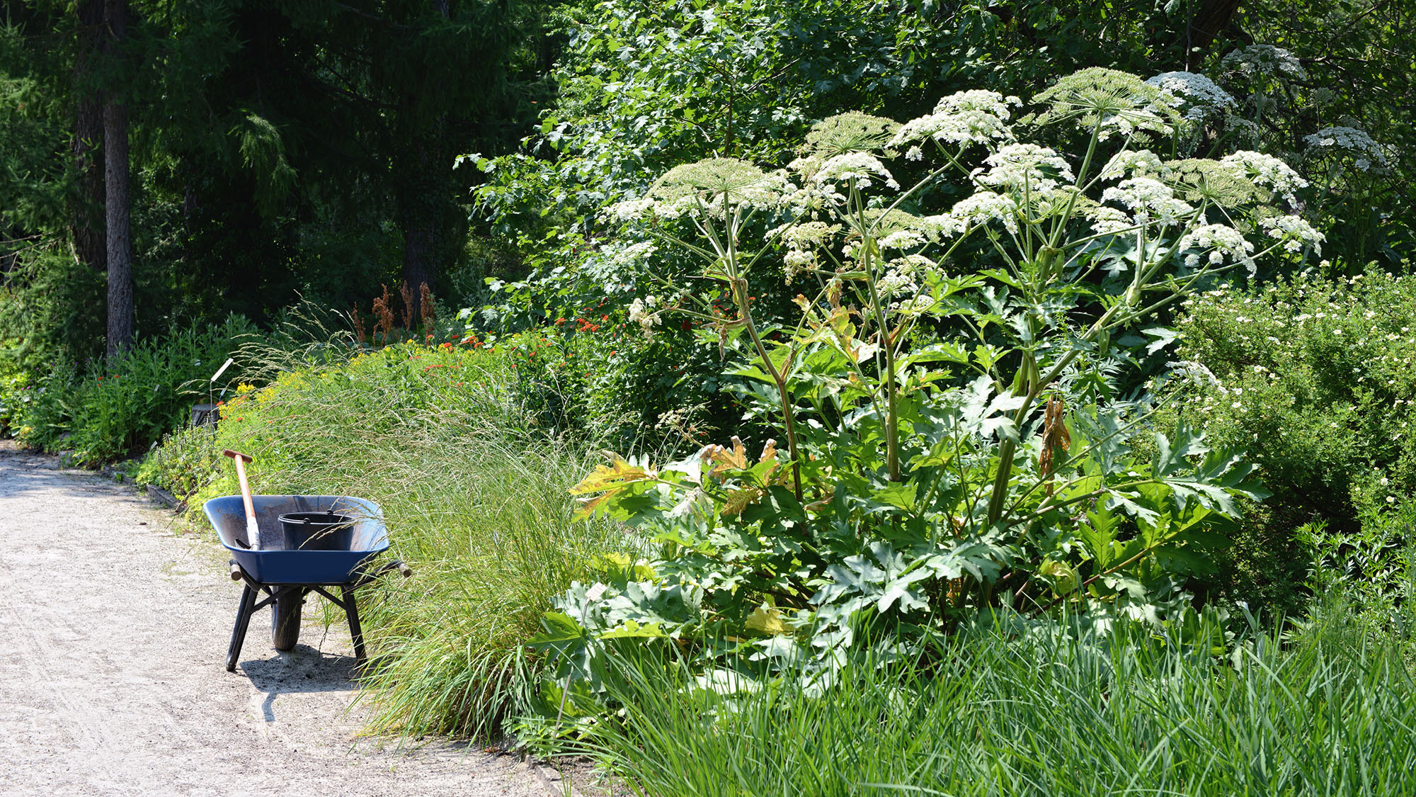 giant hogweed (Heracleum mantegazzianum) and Wheelbarrow in a garden