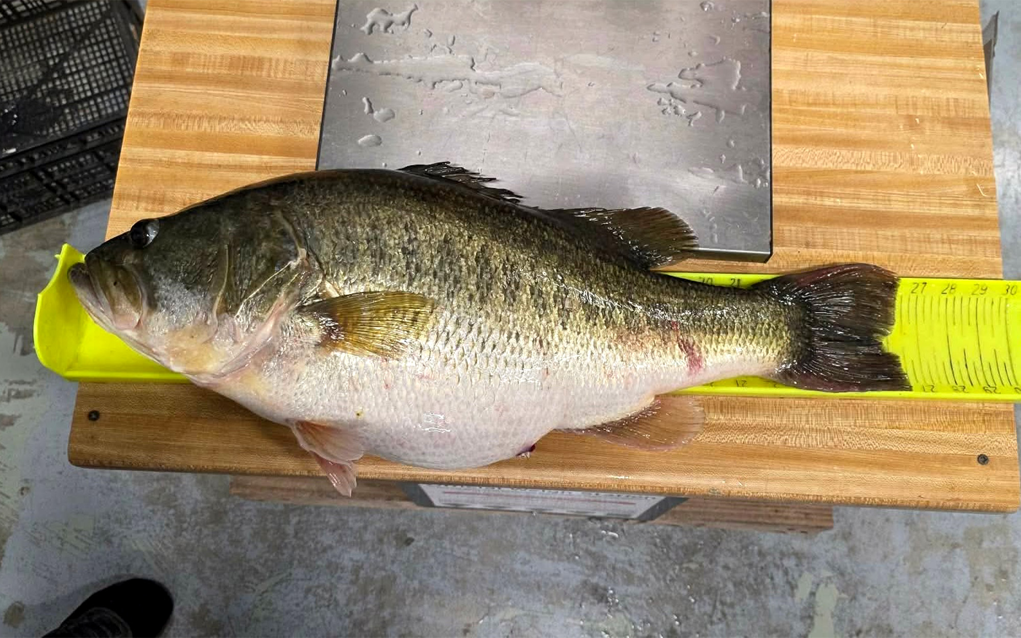A fat Texas bass on a measuring board.