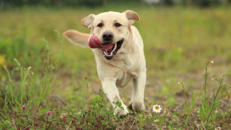 a happy dog running in a green field
