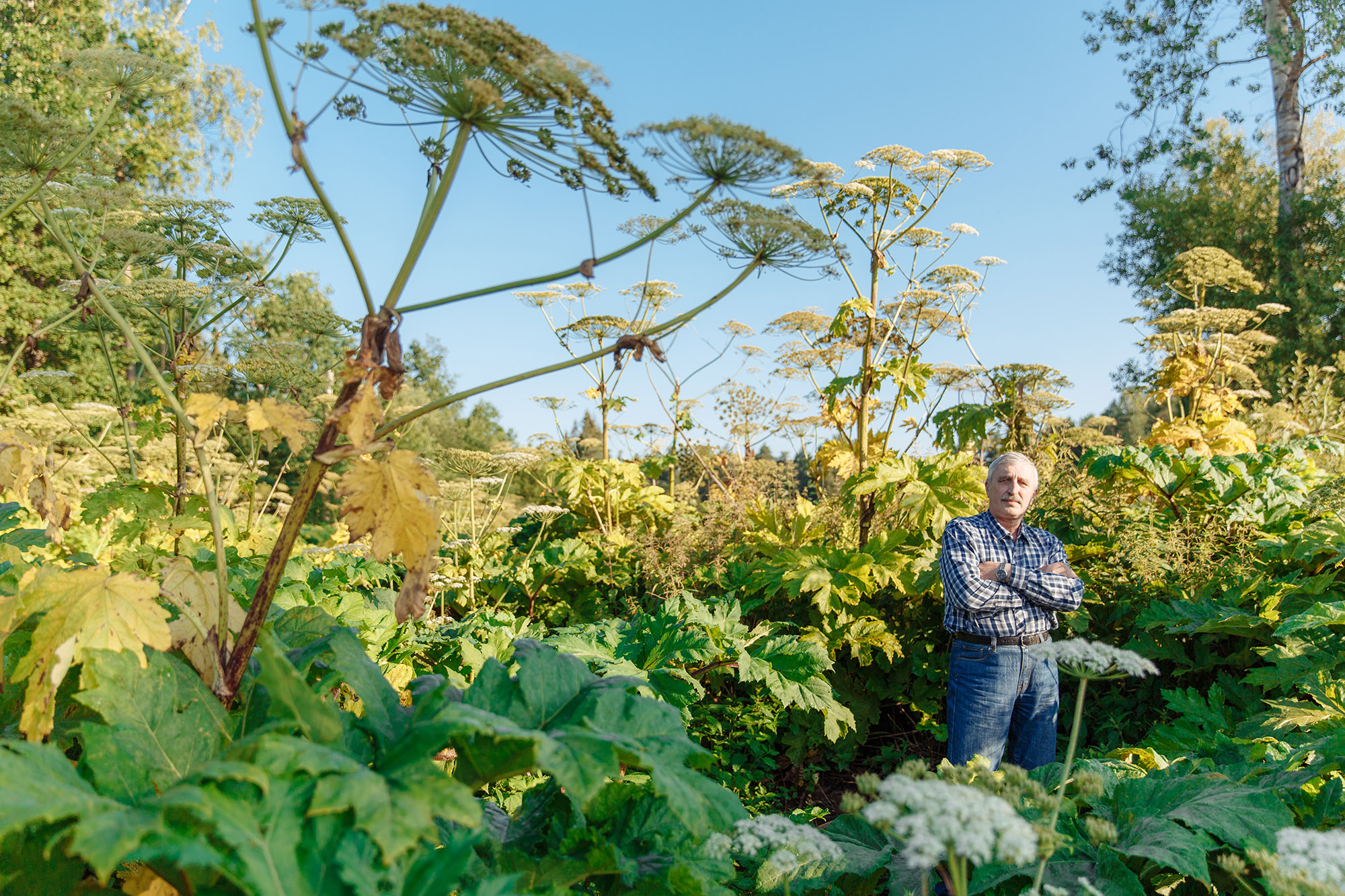 Poisonous plant causing an allergic reaction guy standing by hogweed.