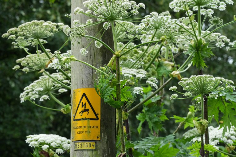 Giant Hogweed in a river bed