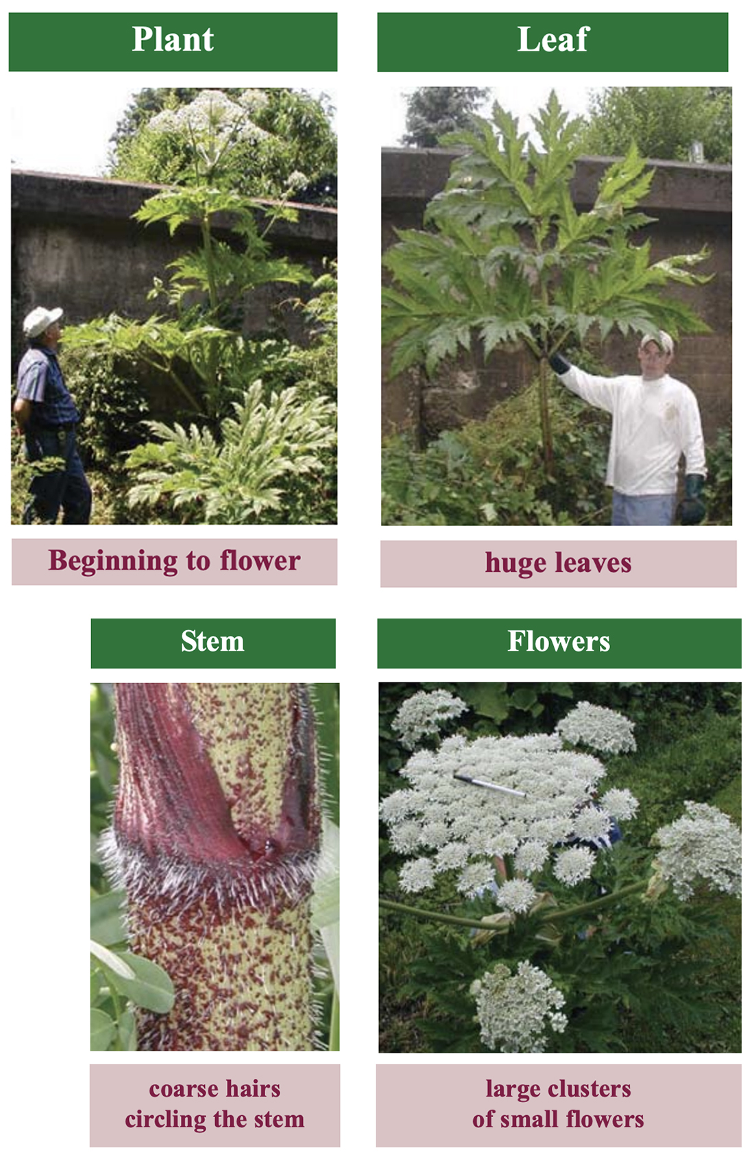 Giant hogweed identification