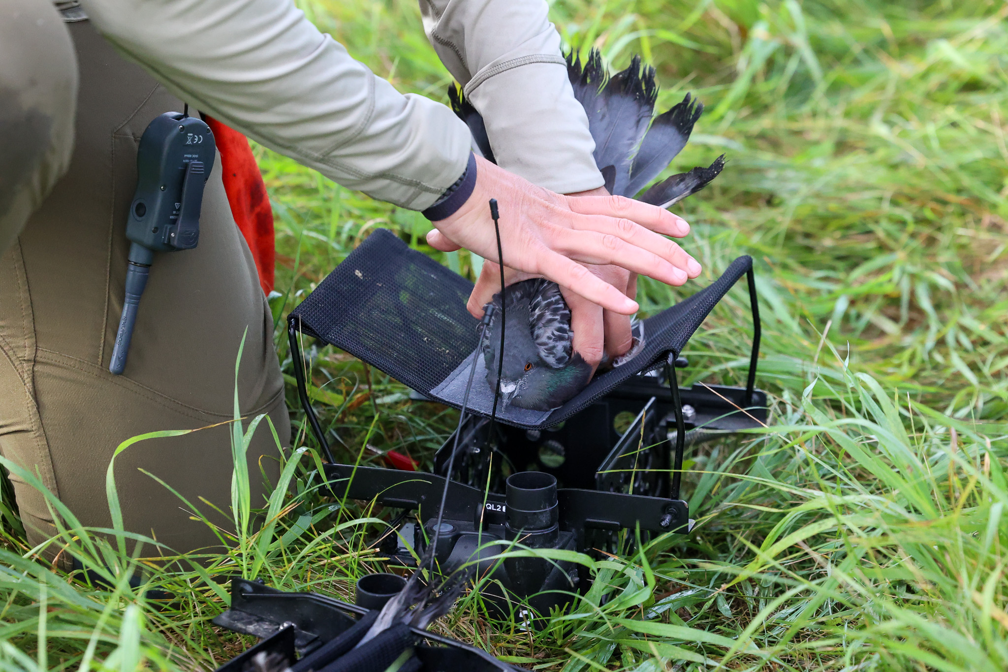 Loading a pigeon in a launcher for a bird dog.