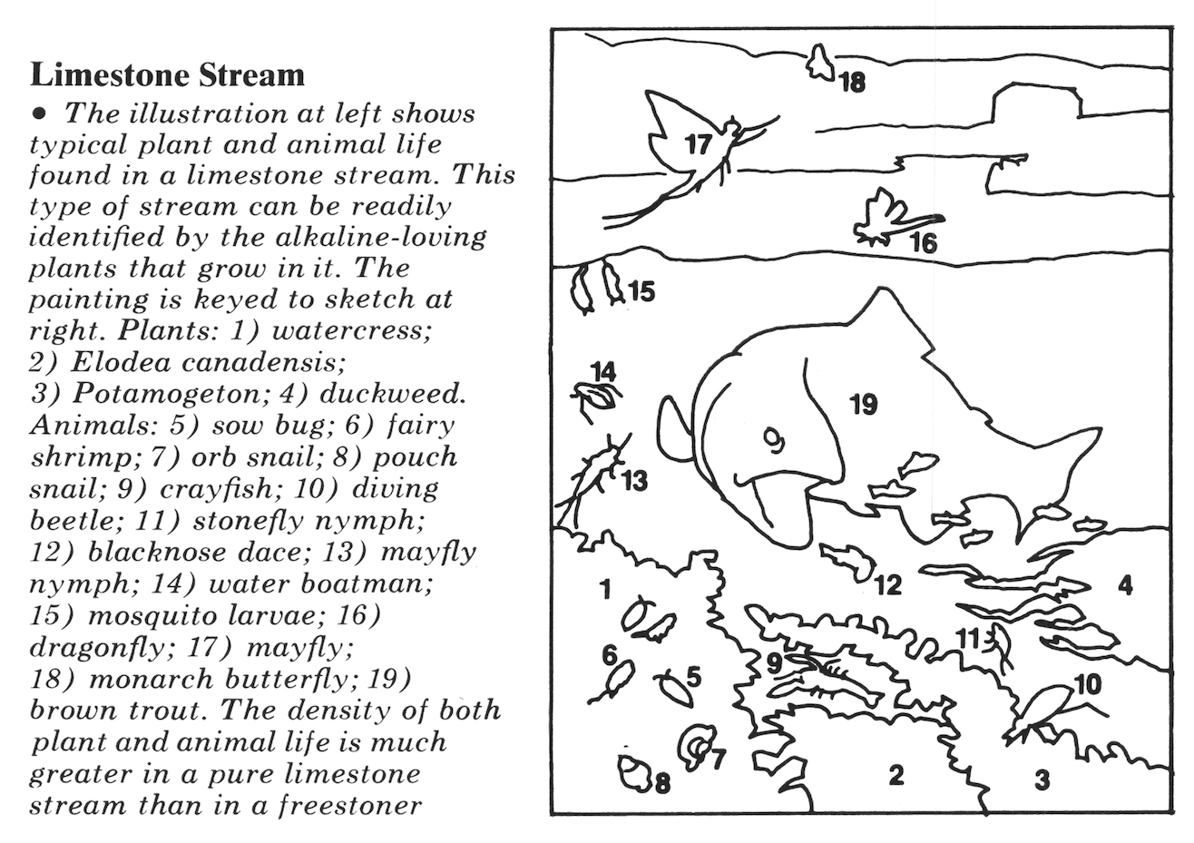 A diagram of the limestone stream