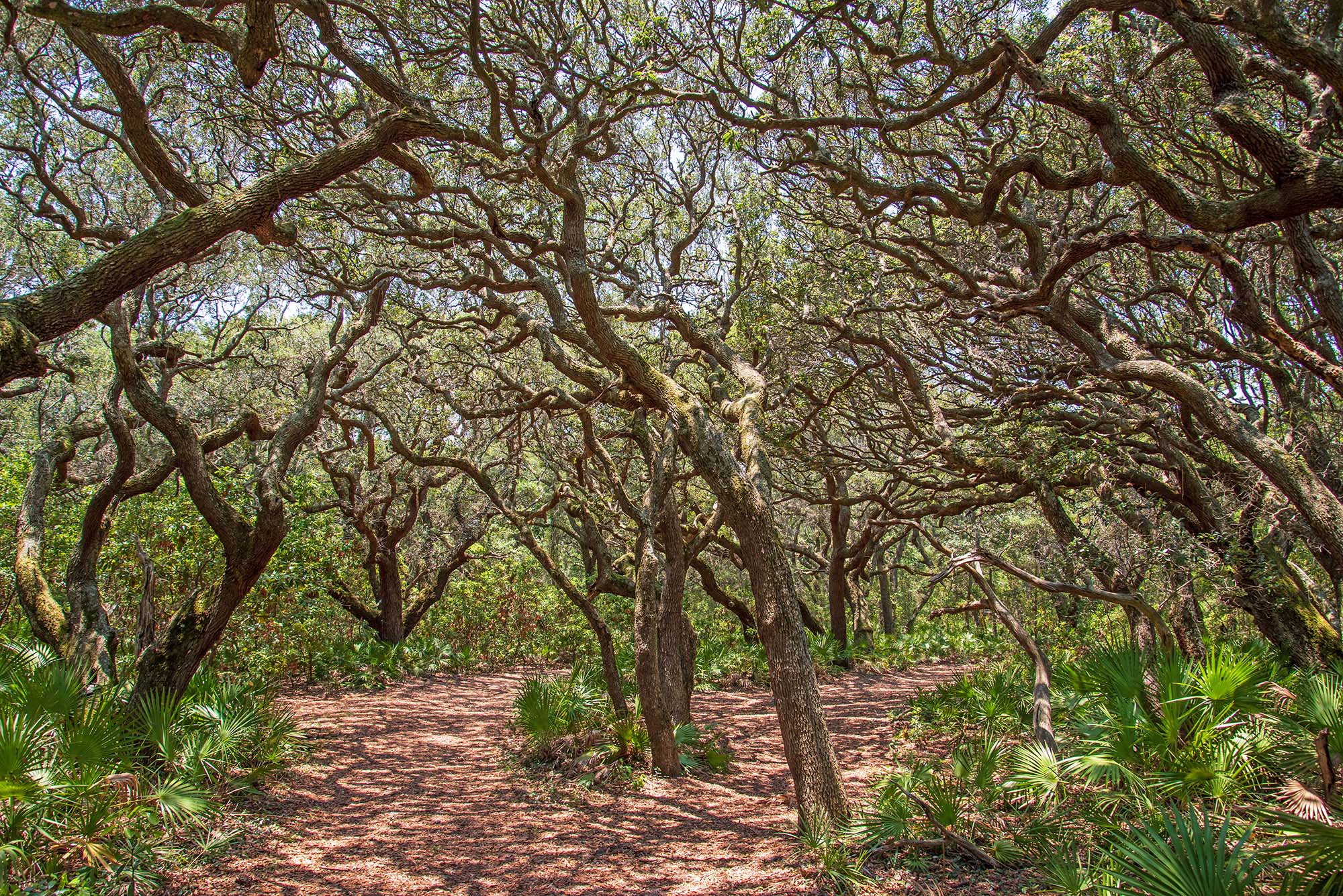 live oaks on cumberland Island National Seashore