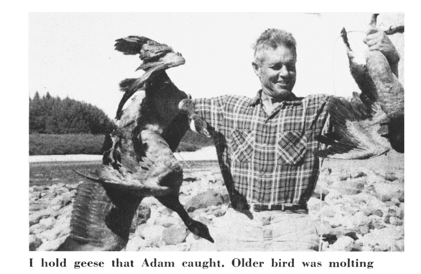 A black and white photograph of a man holding two canada geese for dinner.