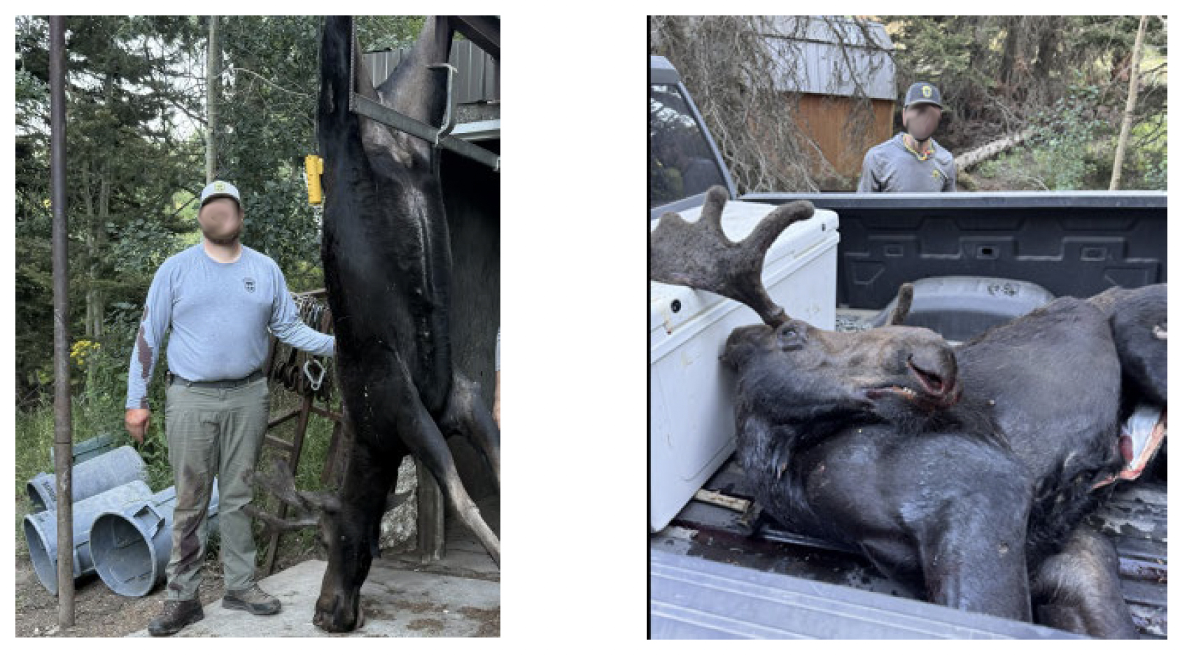 A moose killed inside facility