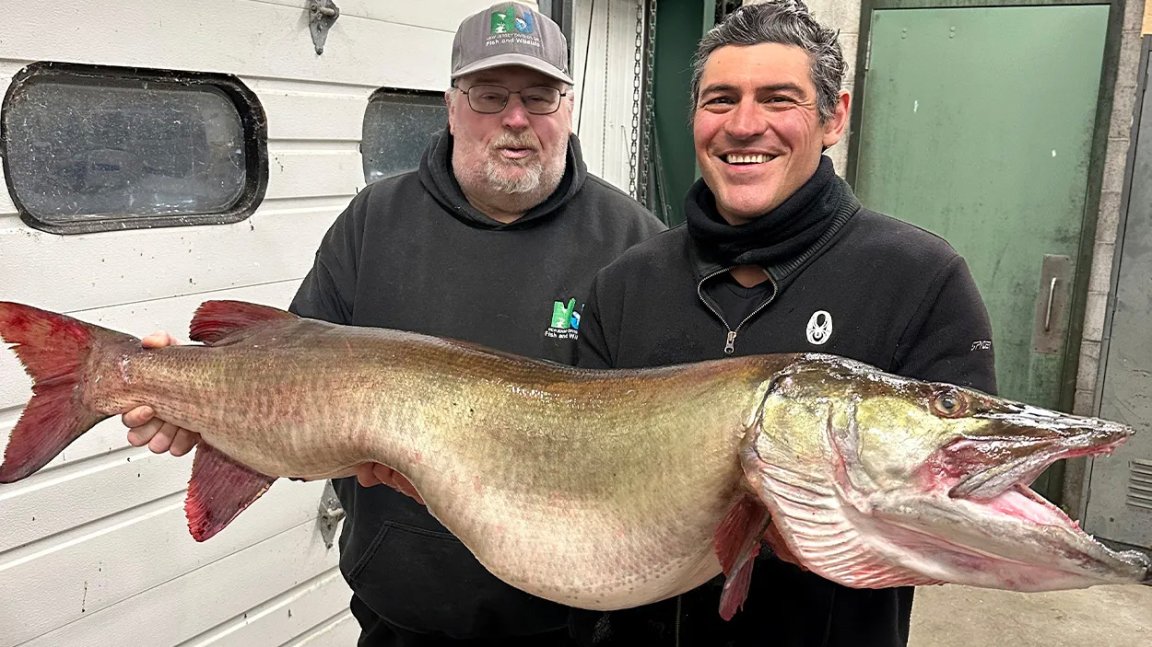 An angler and a fisheries biologist with a massive muskie.