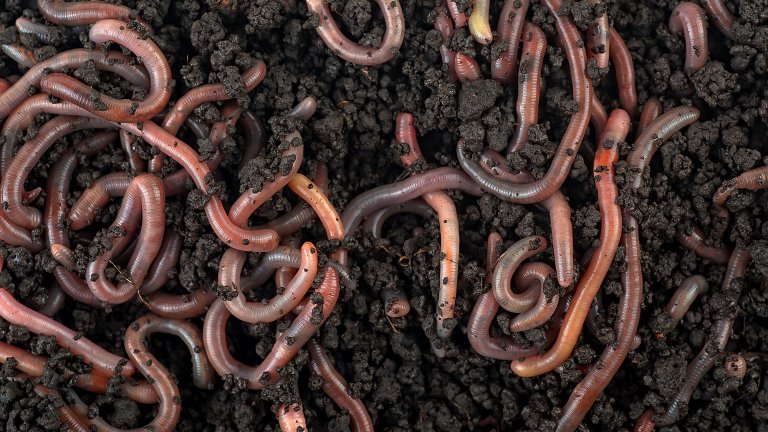 Group of nightcrawlers in soil.