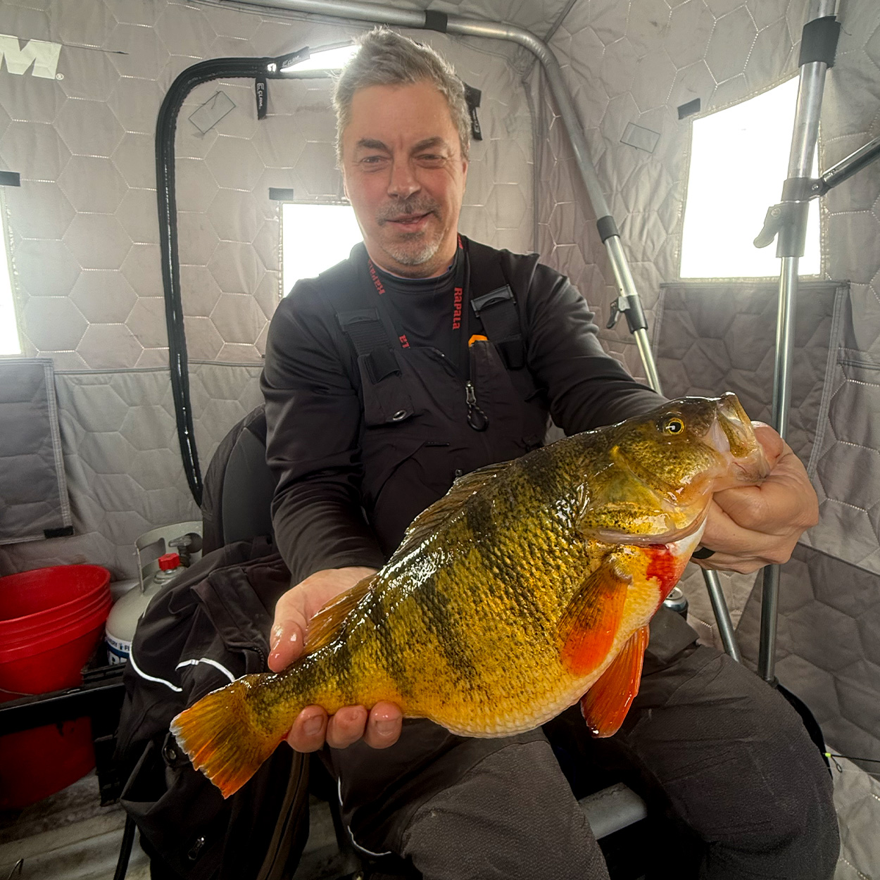 An ice fisherman holds up a big yellow perch inside a shanty.