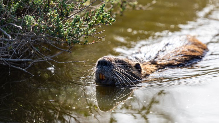 a nutria swims in a swamp