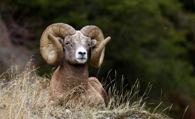 A bighorn sheep on a grassy knoll.