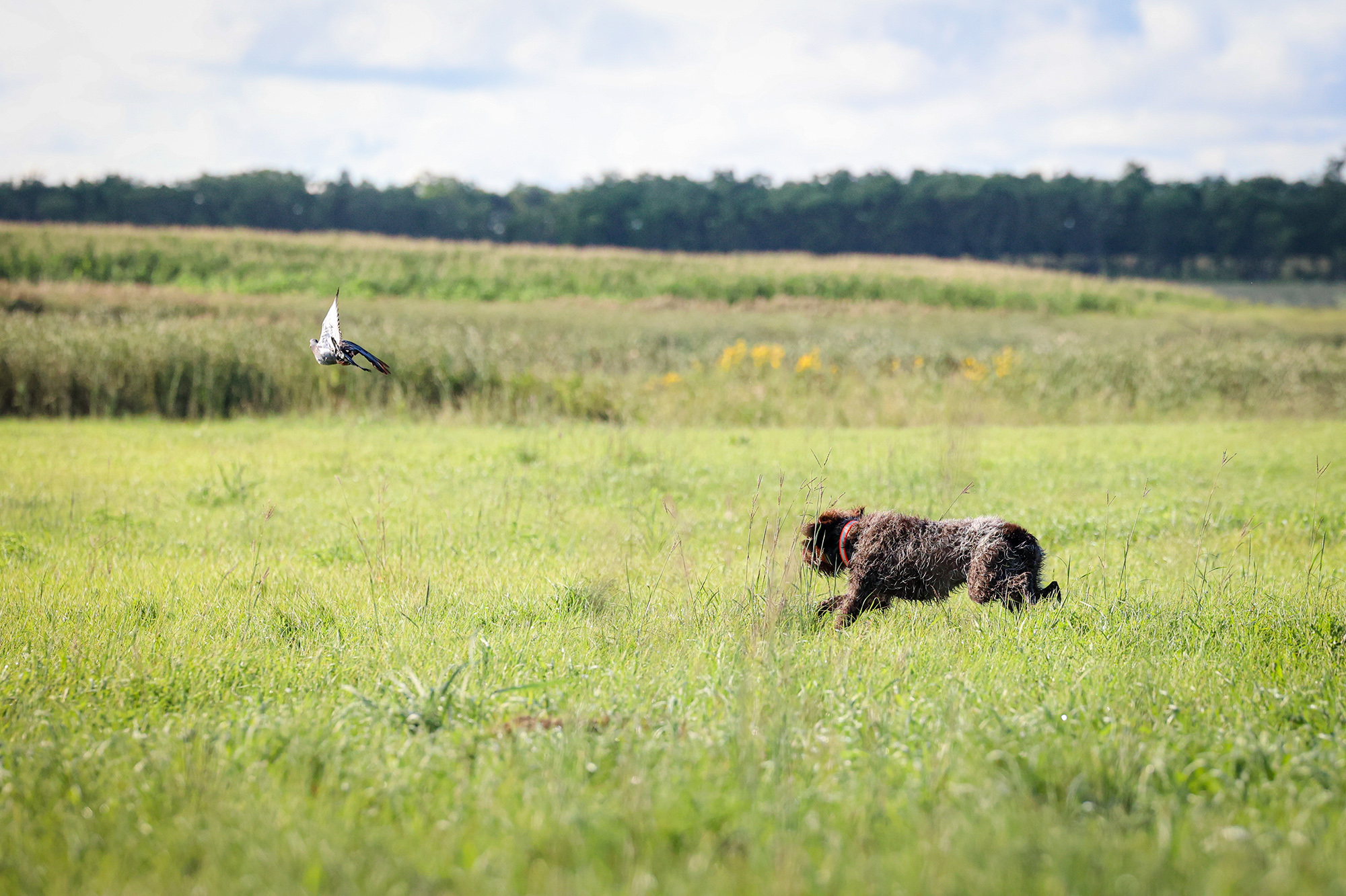 A pigeon flies off ahead of a young dog.