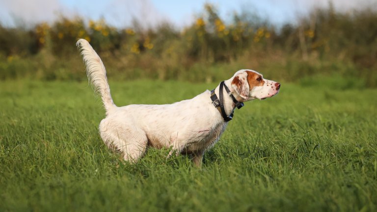 An English setter points a planted pigeon.
