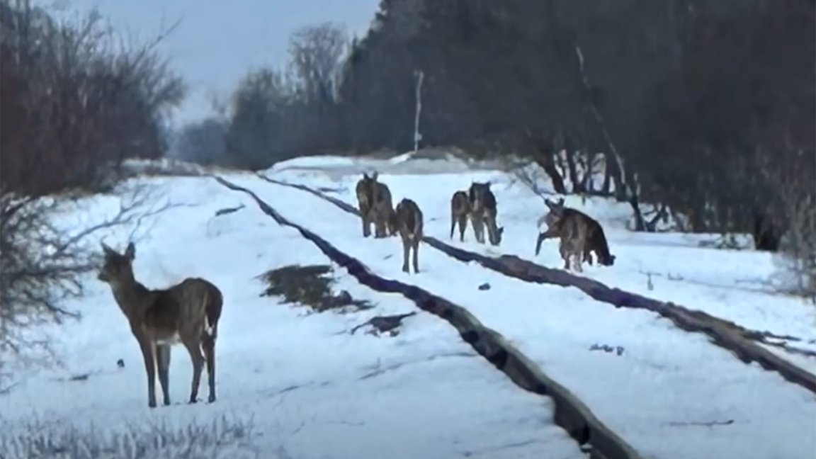 Whitetail deer stand in the railway.